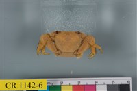 藏品(斑點擬相手蟹)的圖片